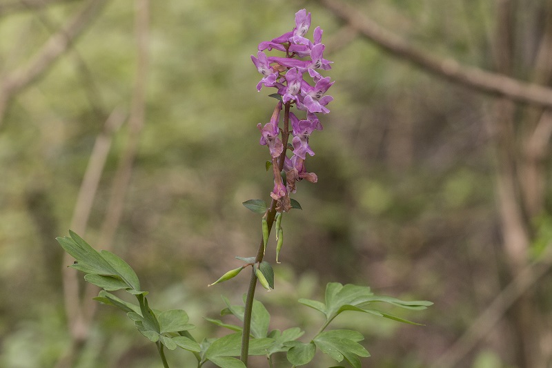 Corydalis cava